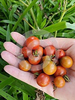 The right hand holding fresh homegrown cherry tomatoes