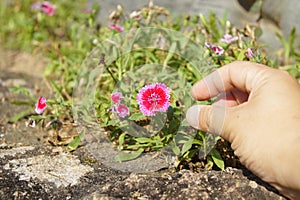 Right hand reaching a flower