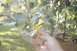 Right hand reaching a leaf