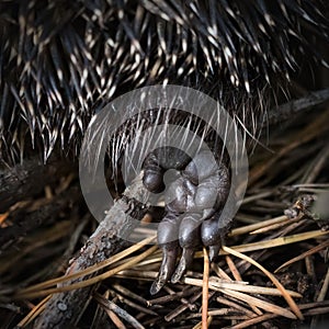 The right hind paw of a hedgehog jumps over a twig