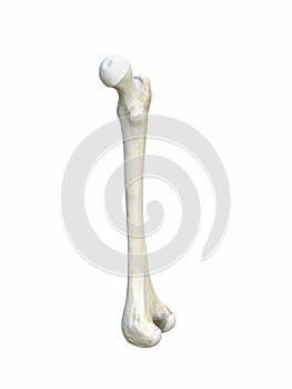 Right human femur bone, anatomy, white background, 3d rendering