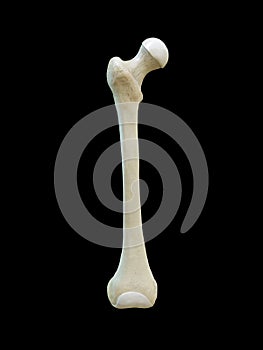 Right human femur bone, Anterior view, black background, 3d rendering