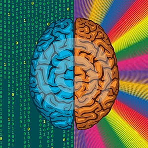 Right and left brain.