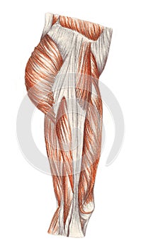 Right leg - muscles