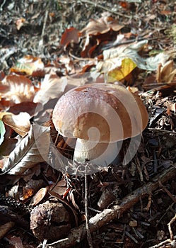 The right mushroom grows in a leafy forest