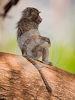 Right profile of adorable baboon sitting on tree limb in Kenya
