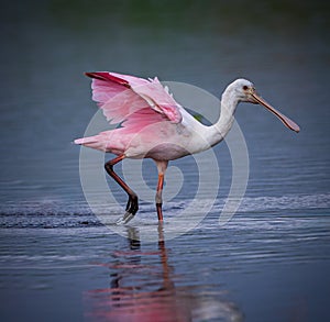 Right profile of brightly colored roseatte spoonbill walking at waters edge photo