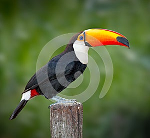Right profile of a toco toucan in the wilds of Pantanal