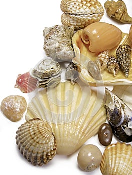 Right seashells on white