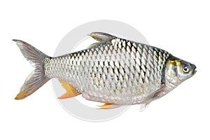 Right side of Large Common Silver Barb fish