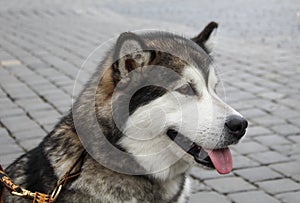 Right side portrait of Siberian huskey.