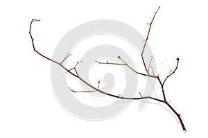 Right Side Shot of Twig of Dry Dead Plant