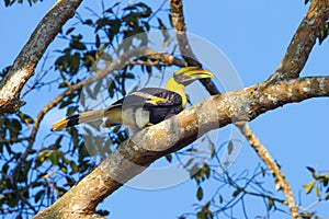 Right side of Young Great hornbill (Buceros bicornis)