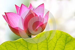 Right summer day with a focus on a blooming lotus or water lily