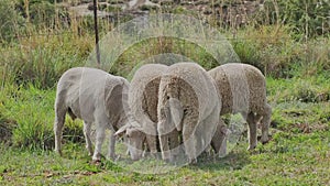 Right to left circle shot at close distance at ground level of 5 sheep grazing next to a fence on a pasture in South Africa