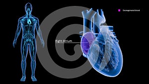 Right Atrium of the Heart with Human Body photo