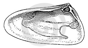 Right Valve of Mollusk, vintage illustration