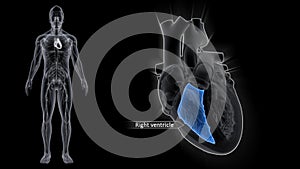 Right Ventricle of the Heart with Human Body