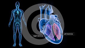 Right Ventricle and Left Ventricle of Heart photo