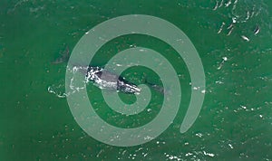 Right Whale with Calf Aerial in New England