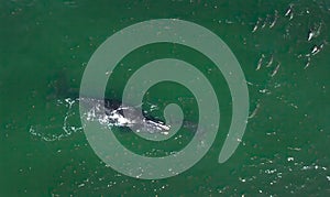 Right Whale with Calf Aerial in New England