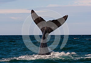 A Right Whale in Patagonia