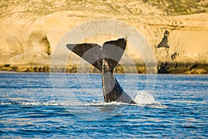 Right whale, Patagonia.