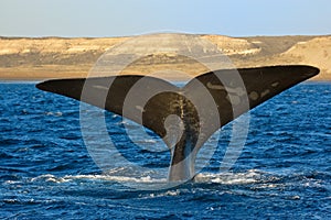 Right whale in Patagonia, Argentina.