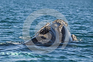 Right whale, photo