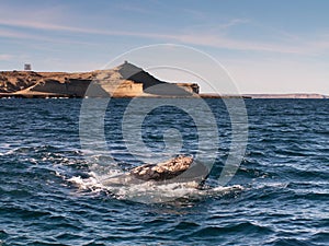 Right Whale Surfacing