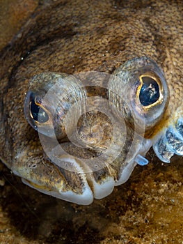 Righteye Flounder. Loch Fyne, Scotland