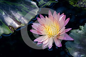 Rightly Colored Water Lily or Lotus Flower Floating on Pond