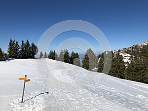 Rigi Staffel Skiing Area or Skifahren Rigi Staffel near Lake Lucerne VierwaldstÃ¤ttersee and Lake Zug Zugersee
