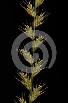 Rigid ryegrass Lolium rigidum isolated on black photo