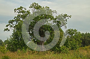 Rigzemju oak - the third thickest oak in Latvia