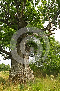 Rigzemju oak - the third thickest oak in Latvia