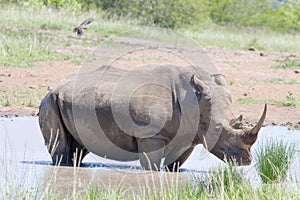 A rihino stands in a pool of water in the Hluhluwe/Imfolozi National Park in South Africa.