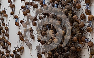 Rijksmuseum - Creepy Crawlies - Ants