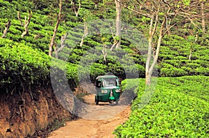 Rikshaw in Tea field plantations, Sri Lanka