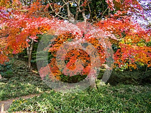 Rikugien Garden. Famous place to watch autumn colors in Tokyo, japan