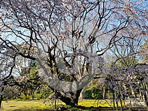 Rikugien Gardens Tokyo Japan