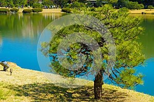 Rikugien trees image of the Japanese garden