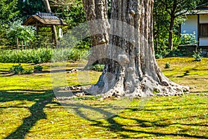 Rikugien trees image of the Japanese garden