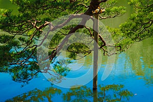 Rikugien trees image of the Japanese garden