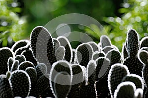 Rim Light Around Cactus