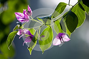 Rim light flower and tree leaves