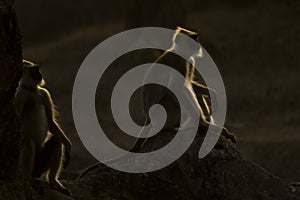 A rim lighting photograph of a pair of langur monkey