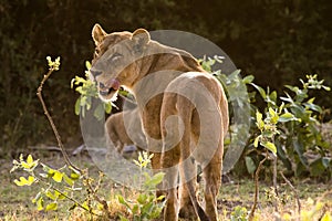 Rim lit lioness looking over her shoulder