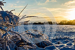 Rime on a bush in the Baltic winter at sunset