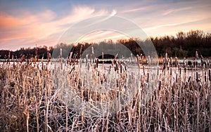 Rime covered bulrush vegetation along the banks of an icy river